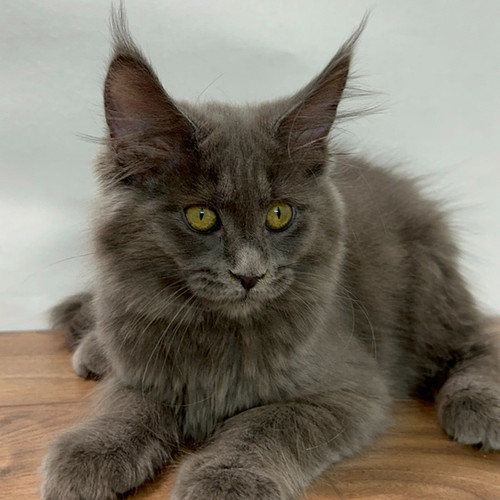 maine coon tabby cat