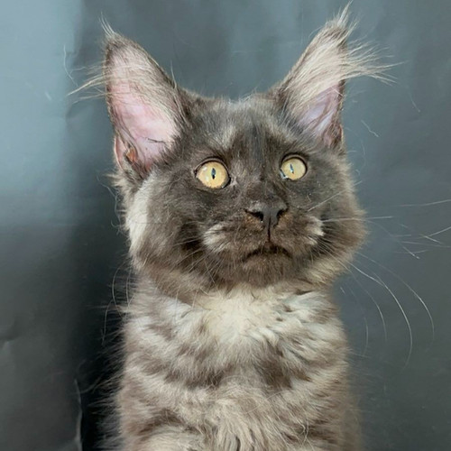 maine coon kittens for sale geelong