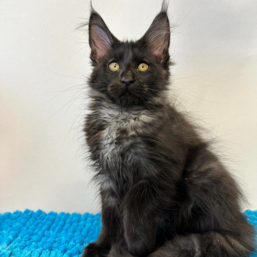 black smoke maine coon cat