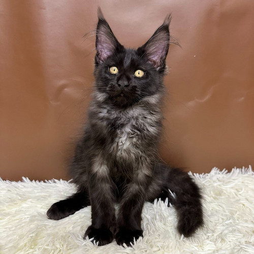 maine coon kittens for sale in michigan