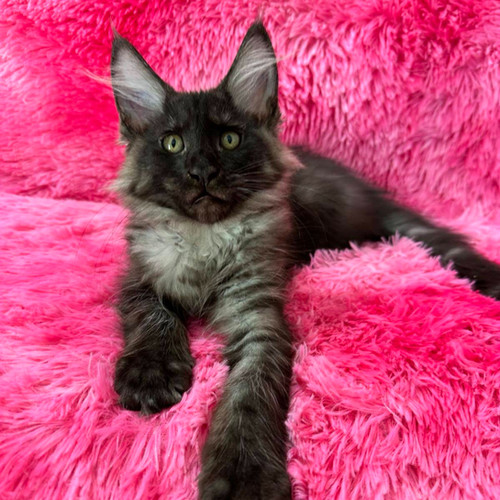 maine coon cats for sale pittsburgh