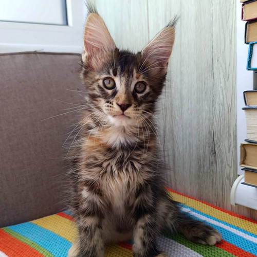 maine coon kittens for sale mn