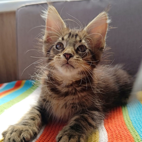 maine coon kittens for sale arkansas