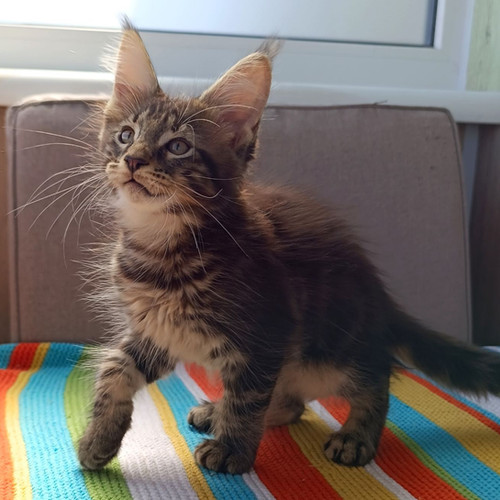 ohio main coon