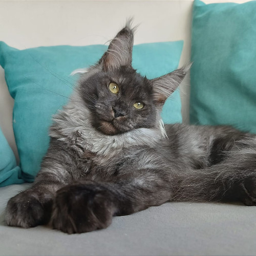 maine coon kittens for sale charlotte nc