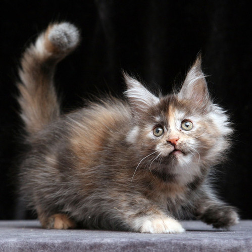 maine coon kittens for sale virginia