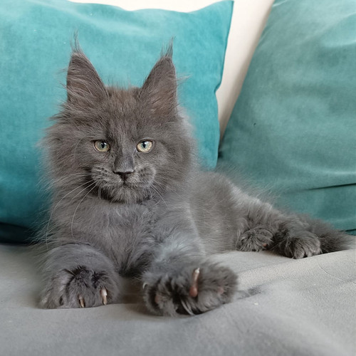 maine coon kittens mn