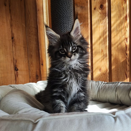 maine coon tabby kitten