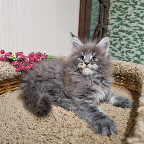 maine coon new england