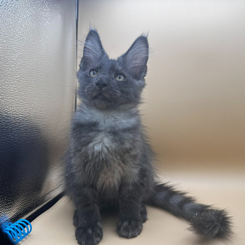 brown maine coon