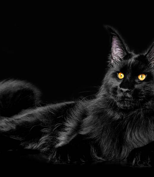 black maine coon